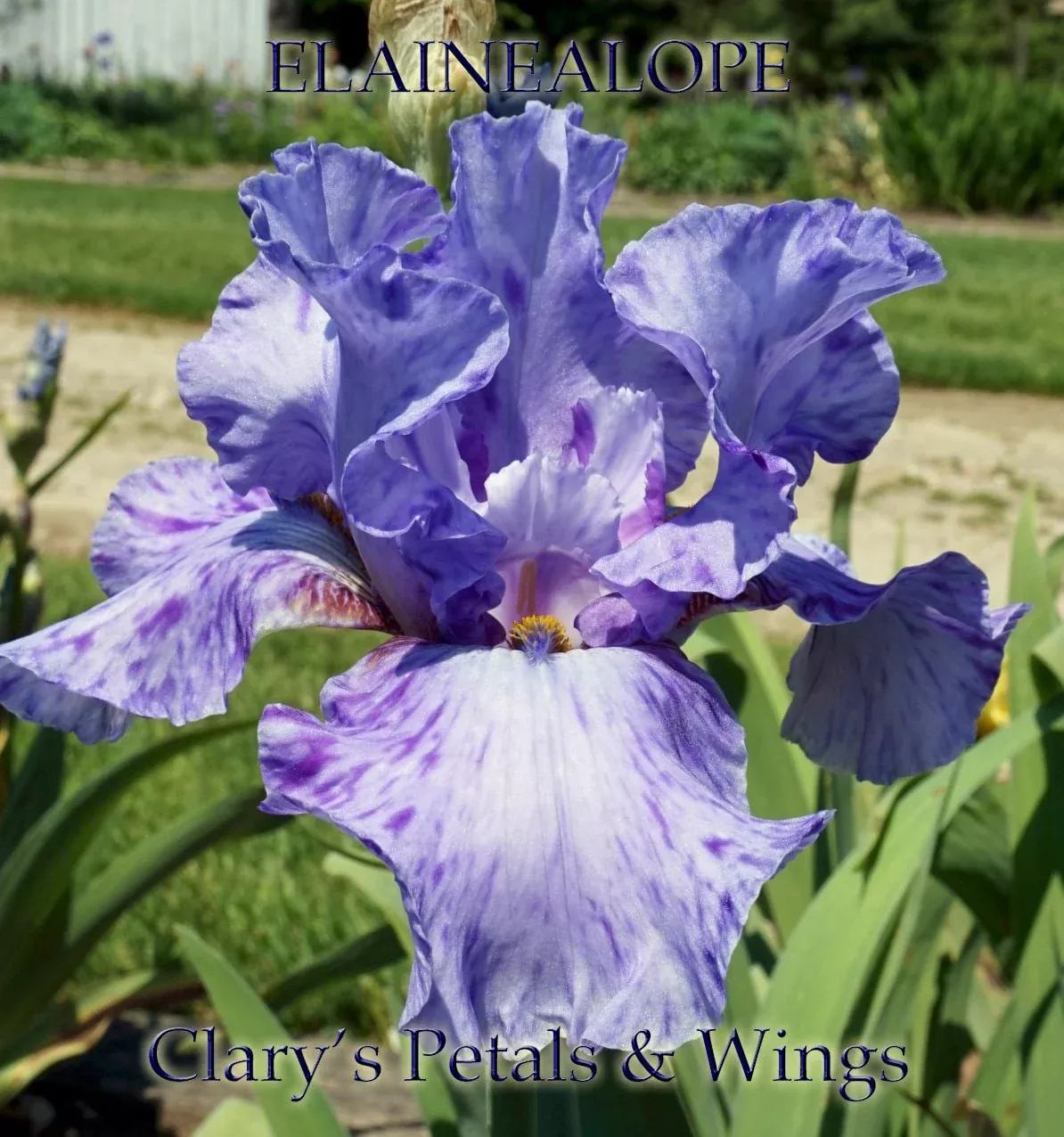 ELAINEALOPE - 1996 - TB - Reblooming & Fragrant