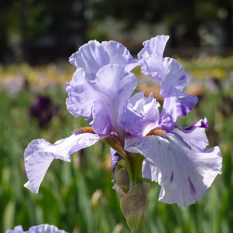 elainealope-reblooming-bearded-iris Elainealope Reblooming Bearded Iris