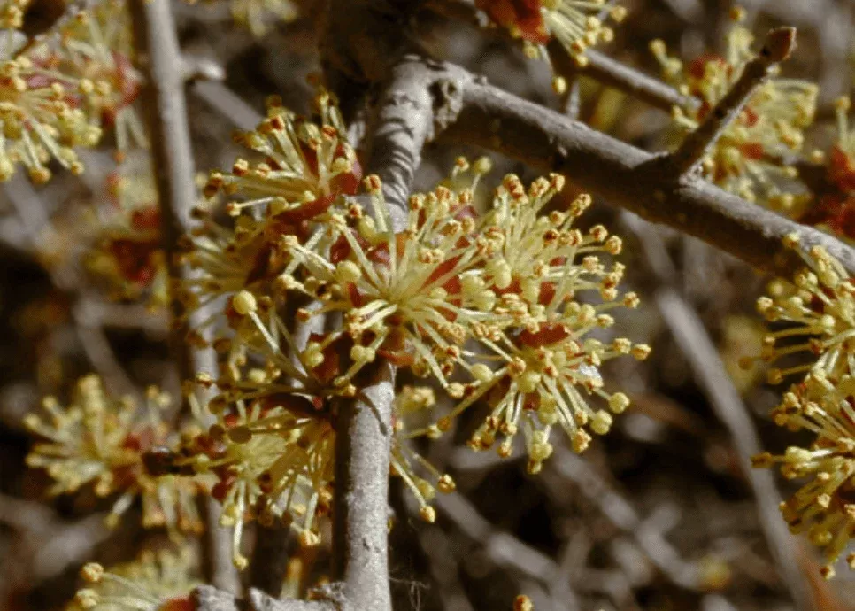 elbowbush Elbowbush