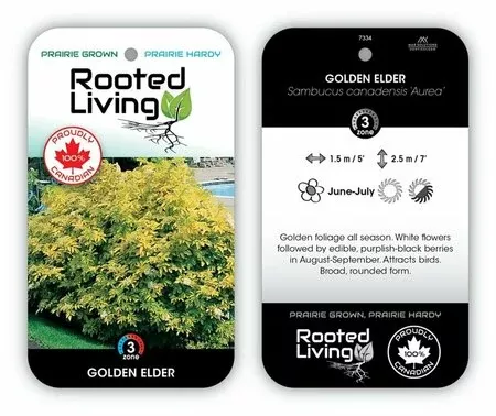 elder-golden Elder 'Golden'