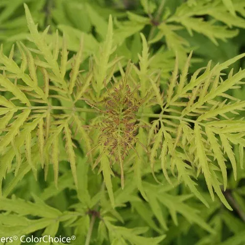 Elderberry: 'Lemony Lace' - 2Gal (Bl)
