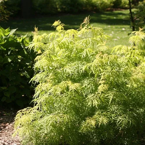 elderberry-lemony-lace-pw Elderberry 'Lemony Lace' PW