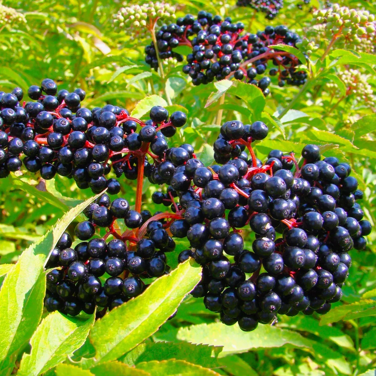 elderberry-tree Elderberry Tree