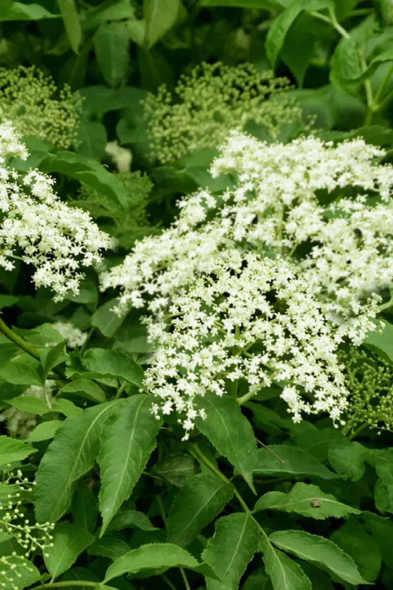 elderberry Elderberry