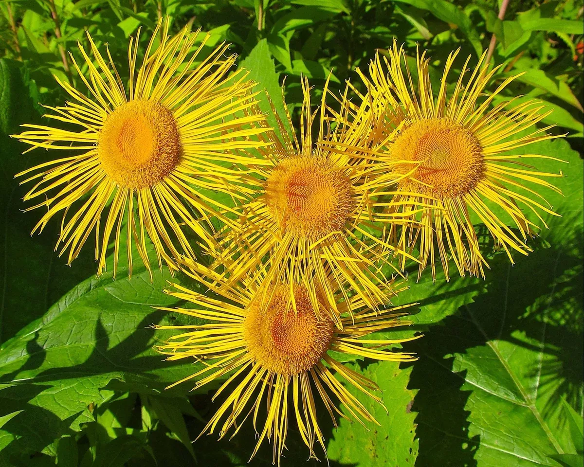elecampane-seeds-inula-helenium Elecampane Seeds (Inula helenium)