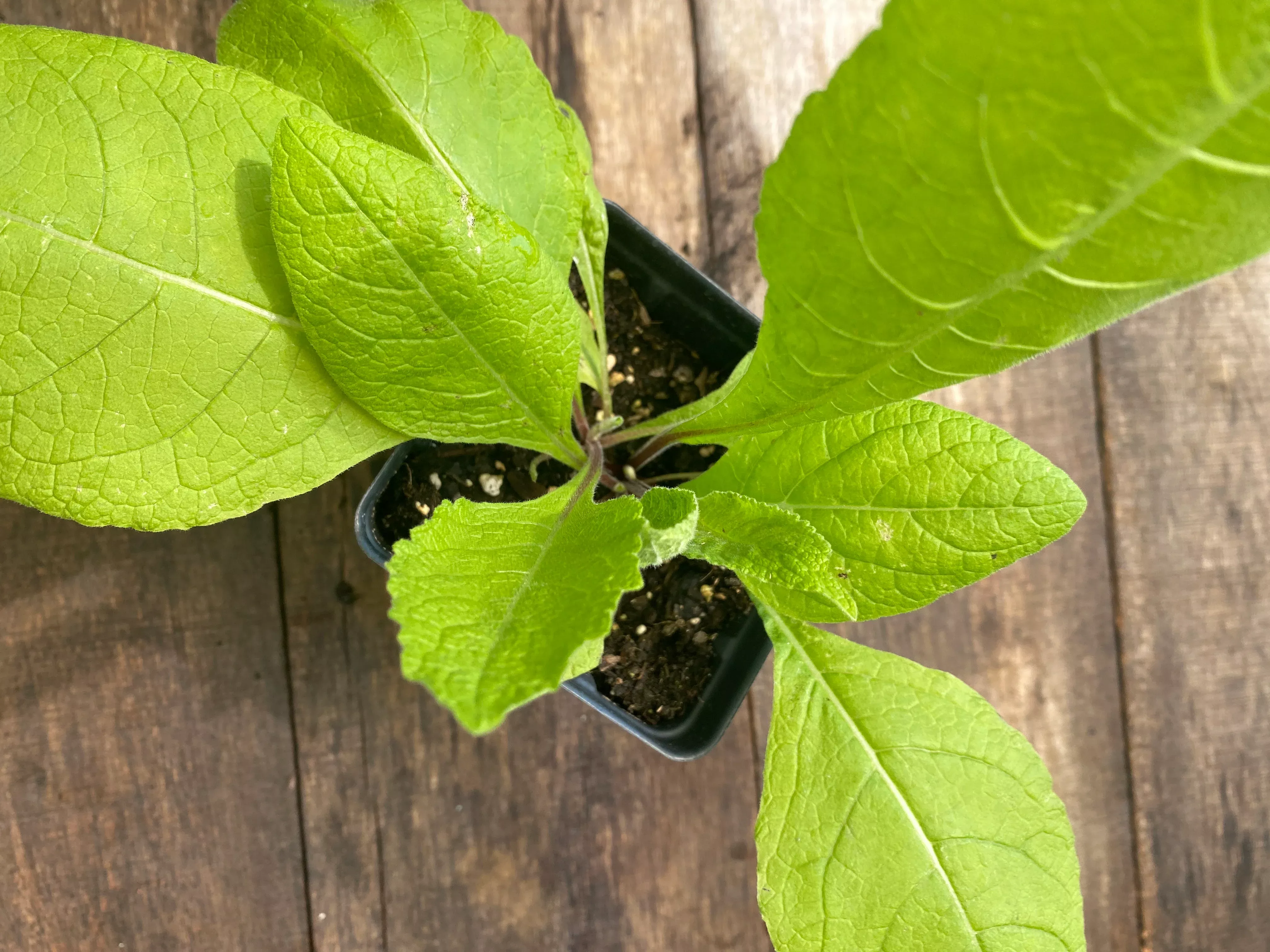 elecampane Elecampane