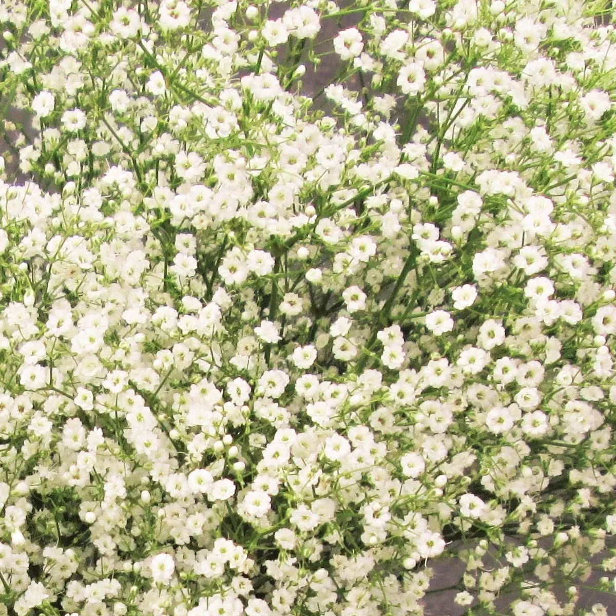 elegant-baby-s-breath Elegant Baby's Breath