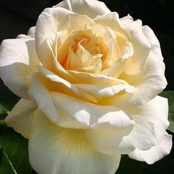 Eleganza La Perla™ Potted Rose Bush