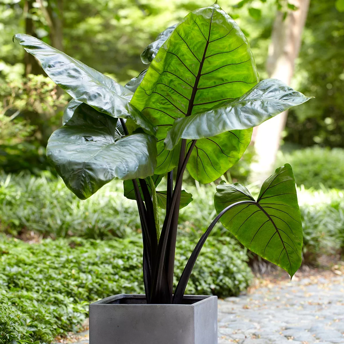 elephant-ear-black-stem-upright Elephant Ear - Black Stem Upright