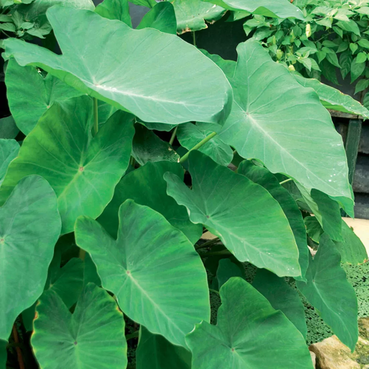 elephant-ear-football-sized Elephant Ear - Football Sized