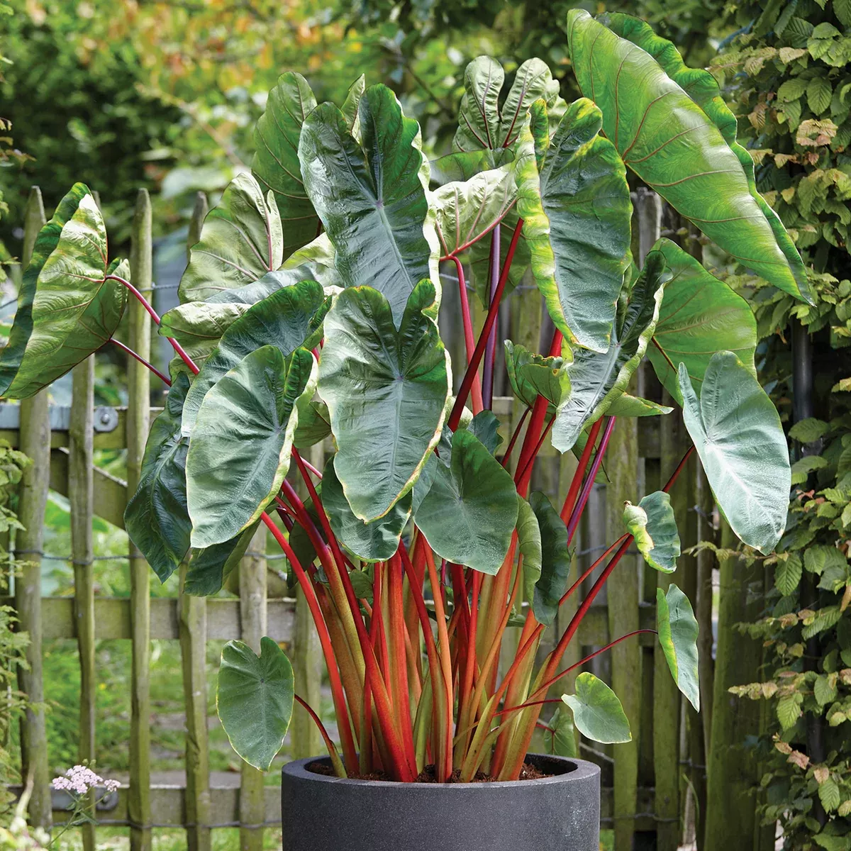 Elephant Ear - Hawaiian Punch