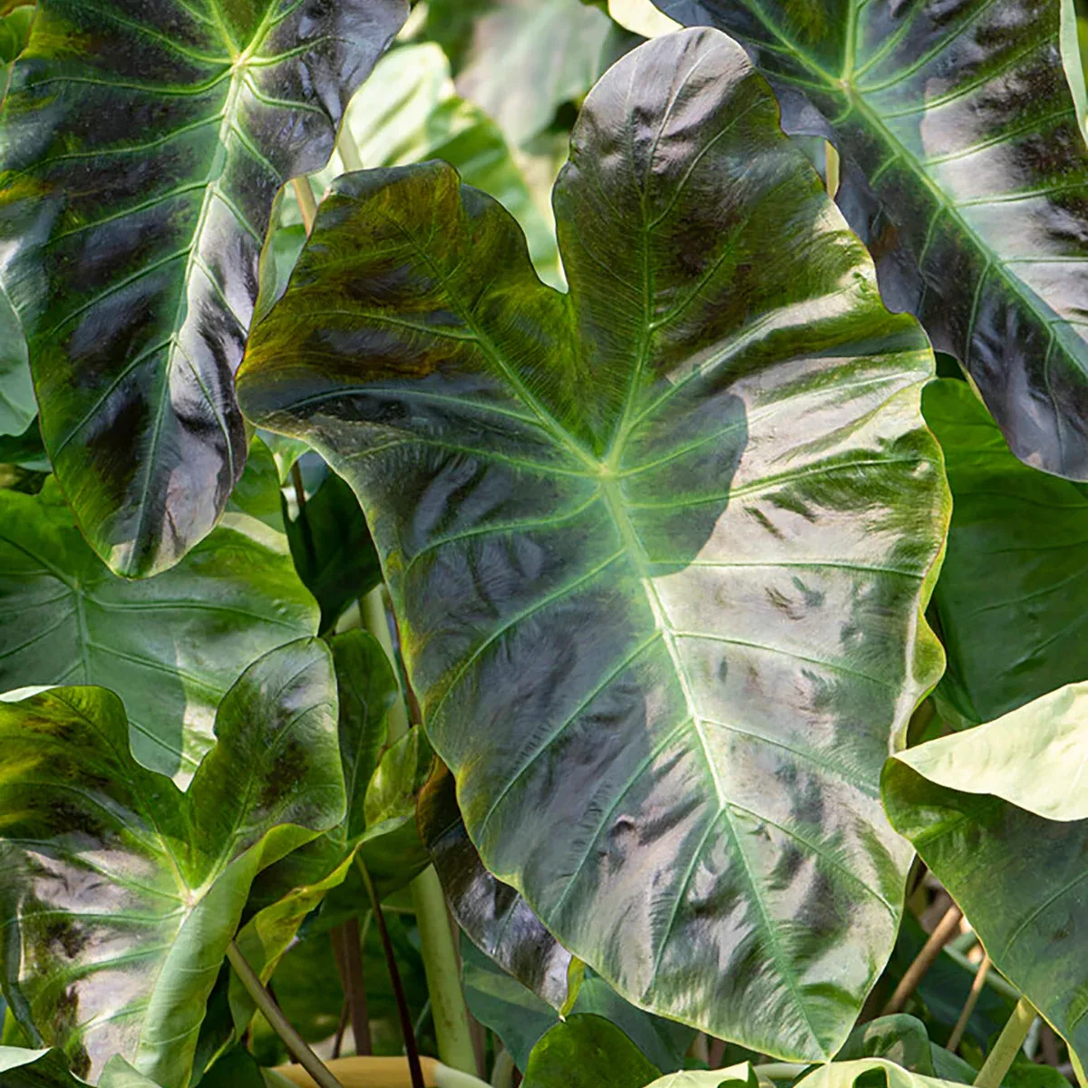 Elephant Ear - Royal Hawaiian Aloha