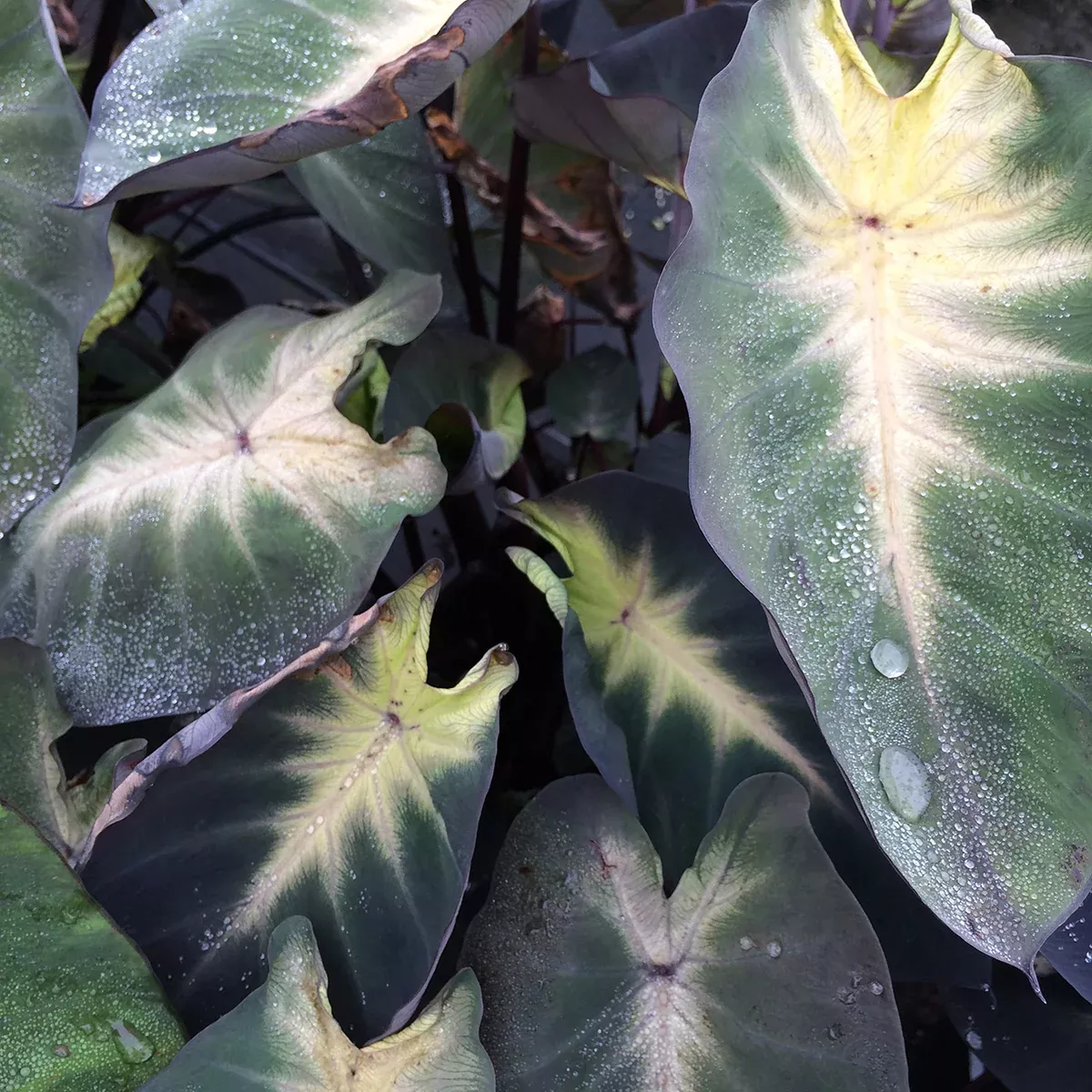 elephant-ear-royal-hawaiian-tropical-storm Elephant Ear - Royal Hawaiian Tropical Storm