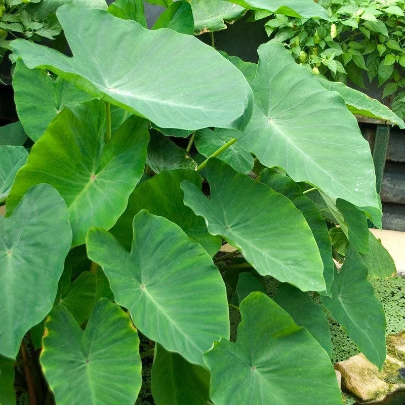 elephant-ear Elephant Ear