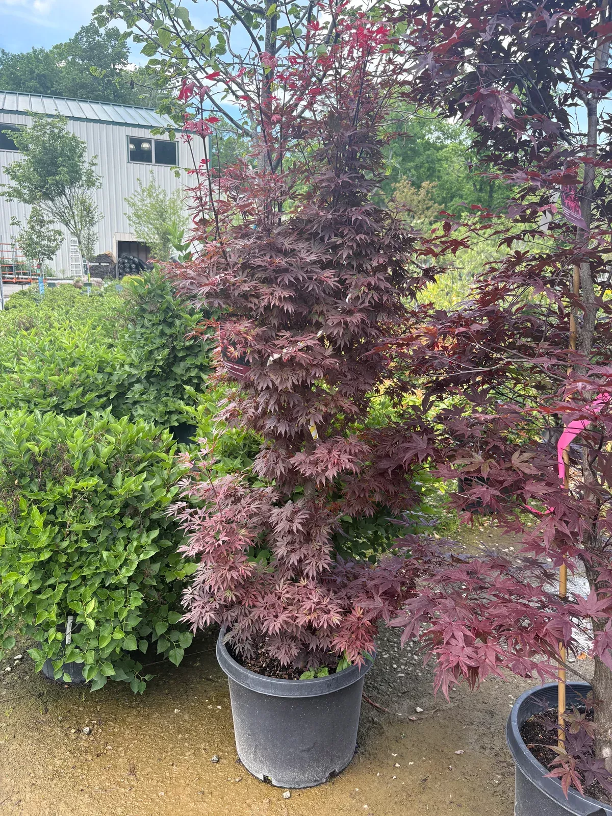 elizabeth-japanese-maple Elizabeth Japanese Maple
