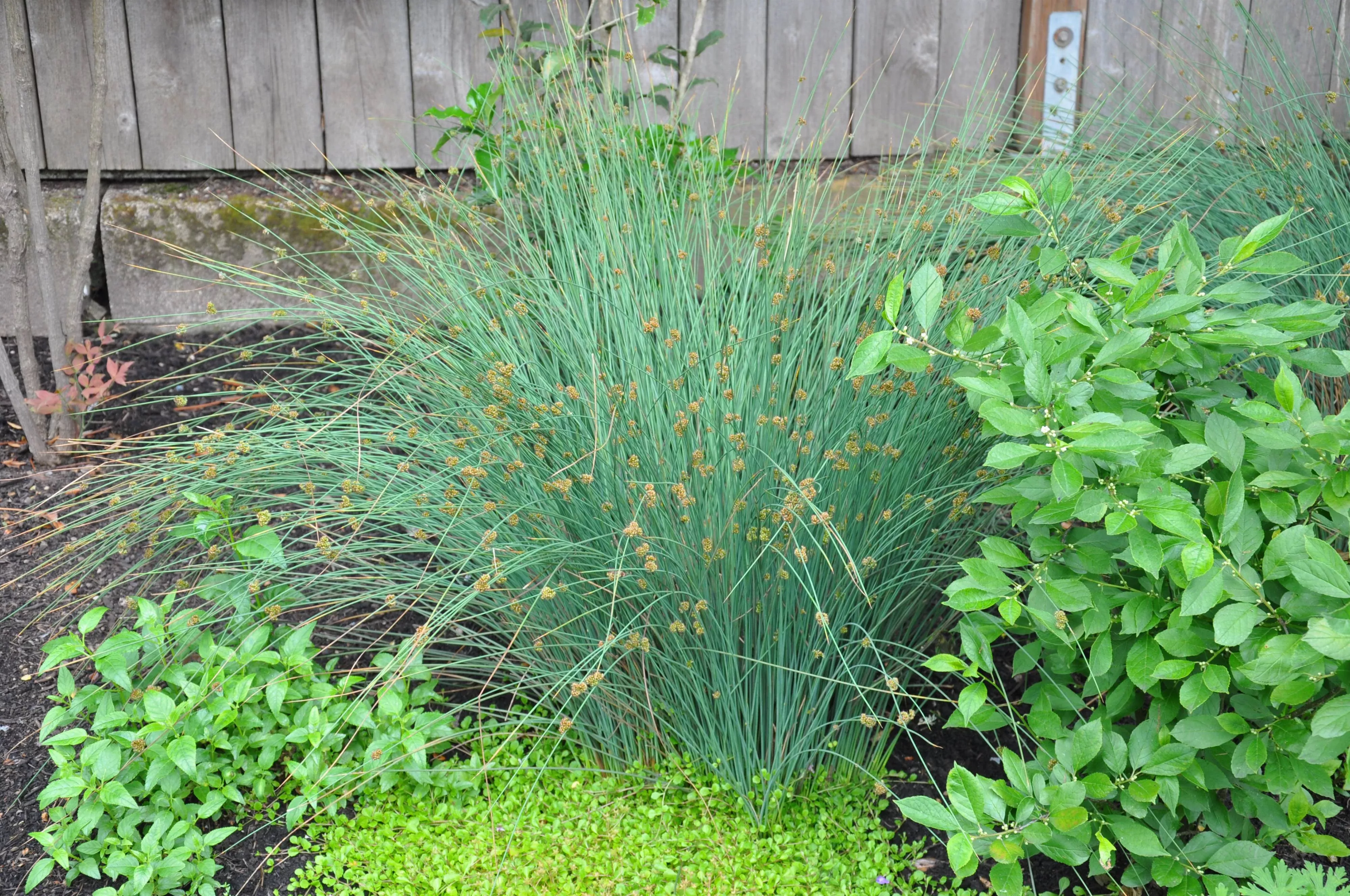 Elk Blue Spreading Rush