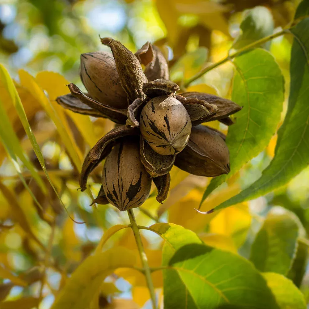 elliot-pecan-tree Elliot Pecan Tree