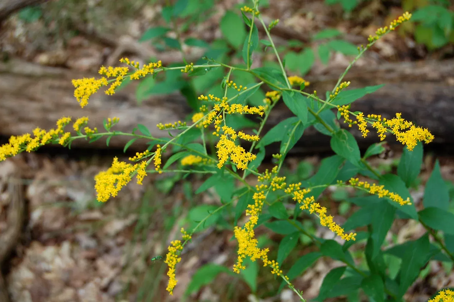 Elm Leaf Goldenrod