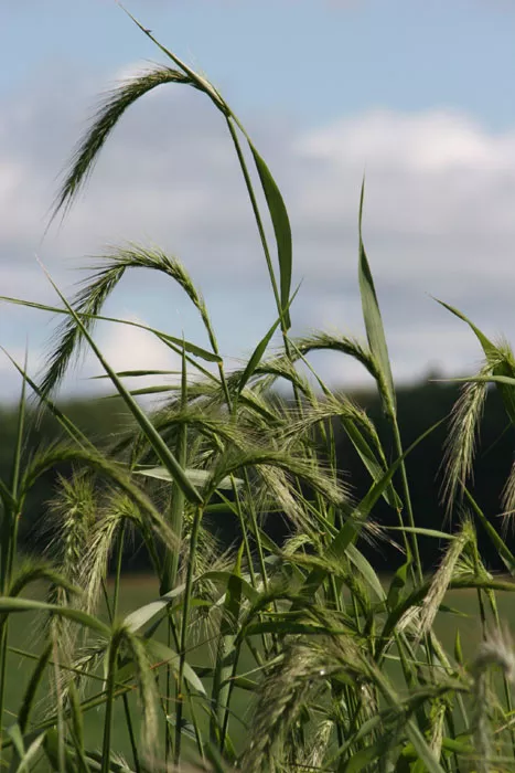 Elymus canadensis - Canada Wild Rye