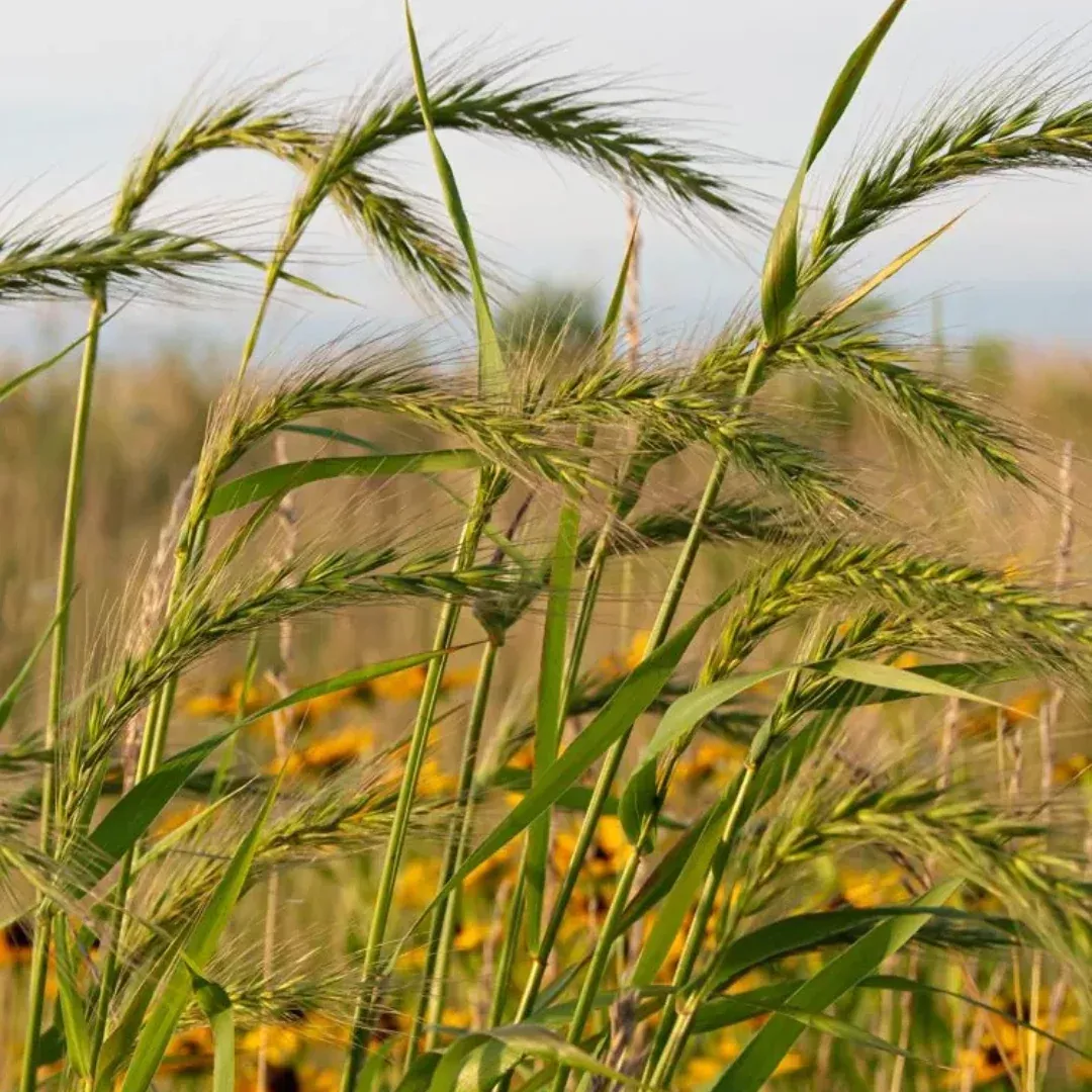 elymus-canadensis Elymus canadensis
