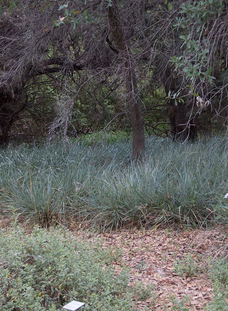 elymus-condensatus-canyon-prince-canyon-prince-giant-wild-rye-plant Elymus condensatus 'Canyon Prince' - Canyon Prince Giant Wild Rye (Plant)