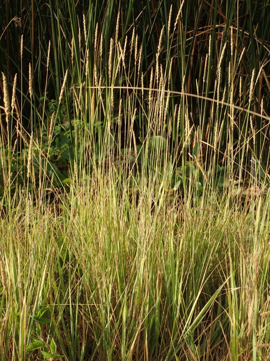 elymus-triticoides-creeping-wildrye Elymus triticoides, Creeping Wildrye
