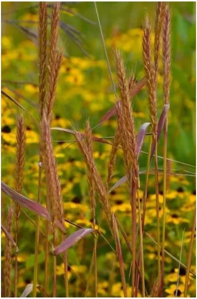 Elymus virginicus - Virginia Wild Rye