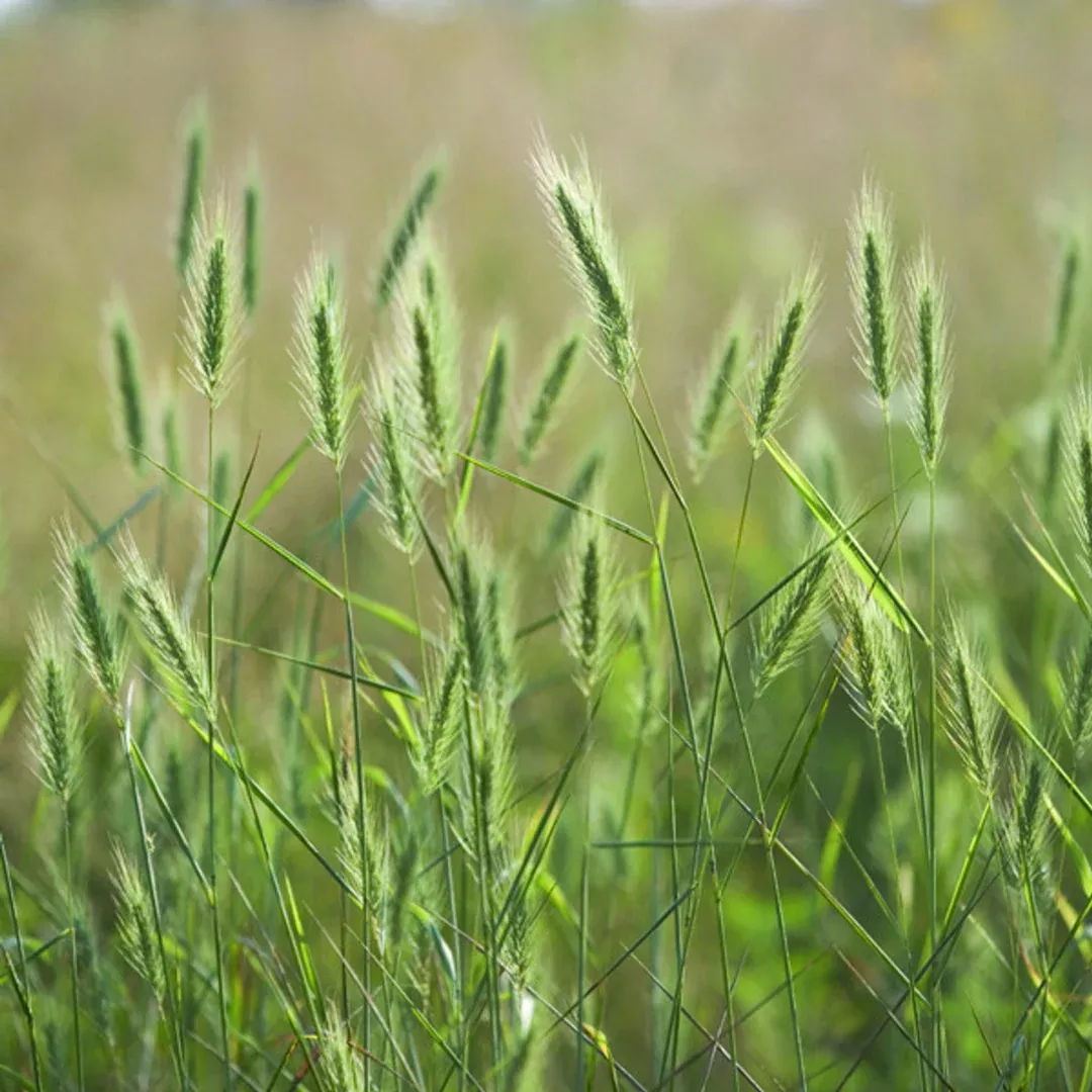 elymus-virginicus Elymus virginicus