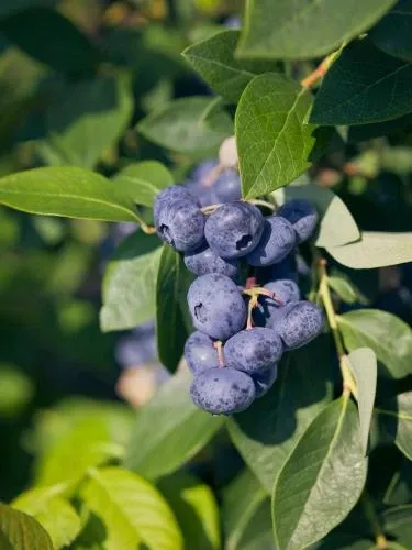 Emerald Blueberry