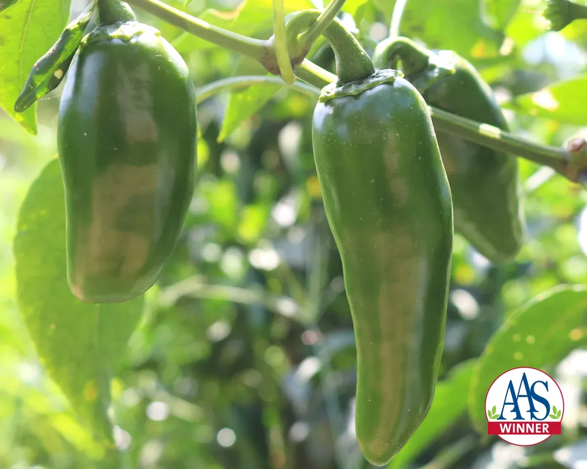 Emerald Fire Hybrid Jalapeno Pepper