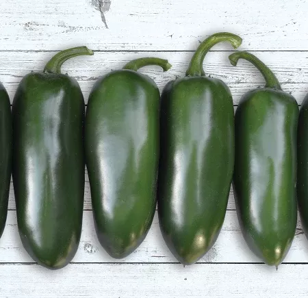 emerald-fire-x3r-hybrid-pepper Emerald Fire X3R Hybrid Pepper