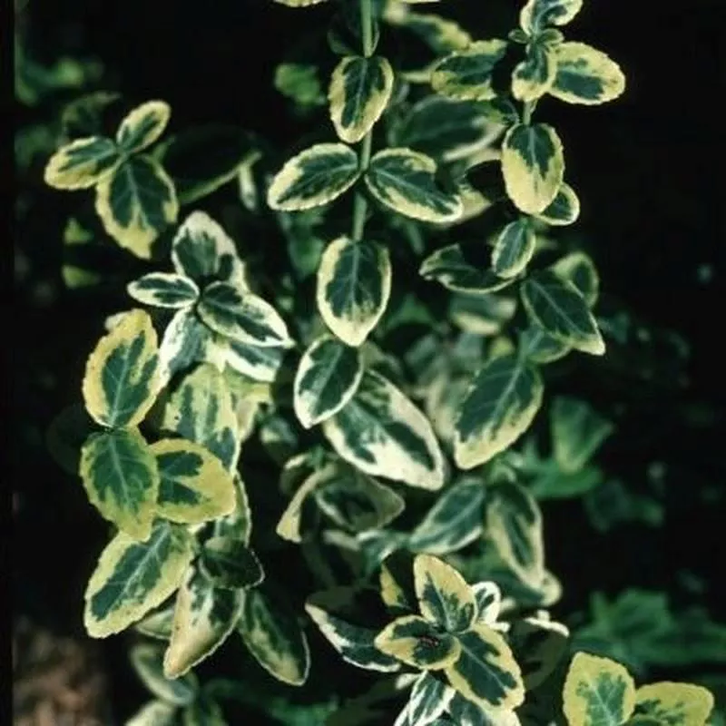 emerald-n-gold-wintercreeper-euonymus Emerald 'N Gold Wintercreeper (Euonymus)