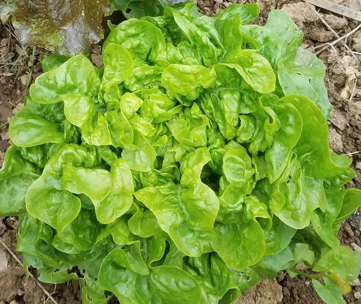 emerald-oak-lettuce Emerald Oak Lettuce