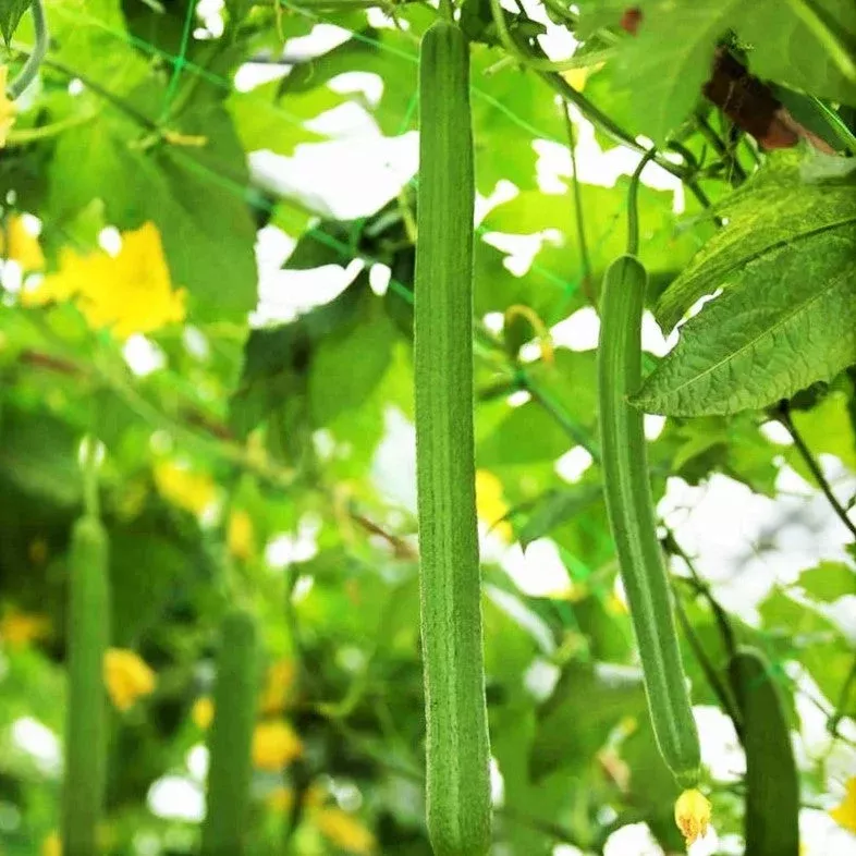 emerald-smooth-luffa-gourd Emerald Smooth Luffa Gourd