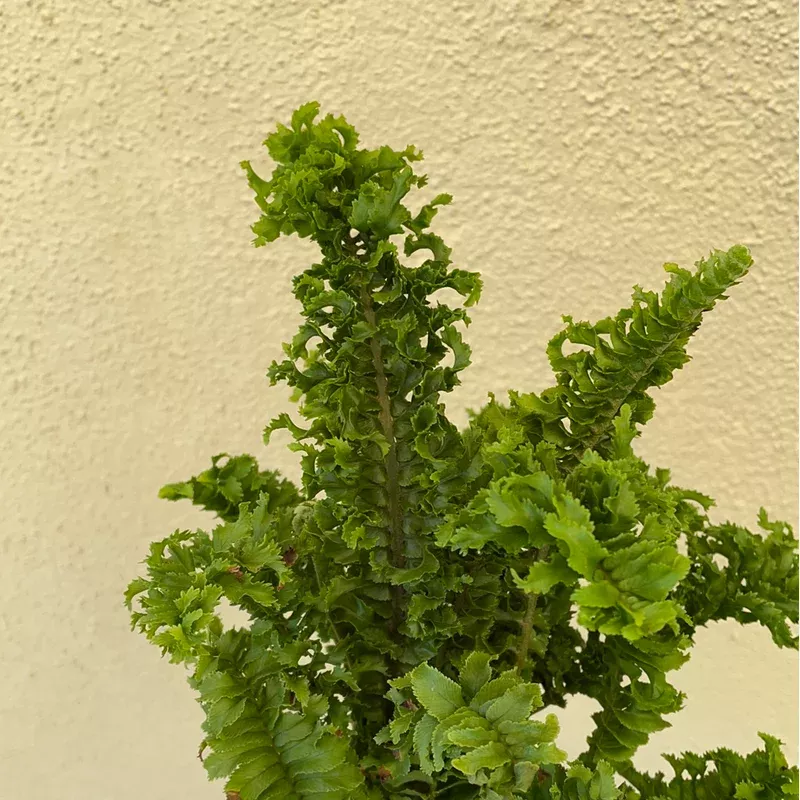 emina-fern-4 Emina Fern - 4"