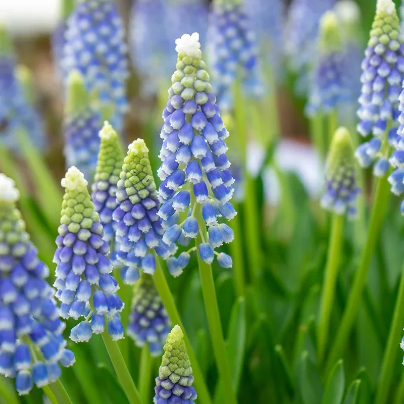 Emmy Grape Hyacinth