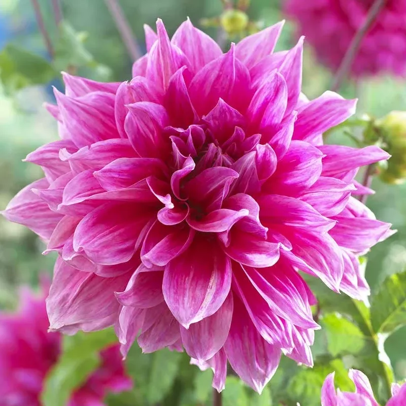 Emory Paul Dinnerplate Dahlia