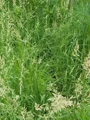 emory-sedge Emory Sedge