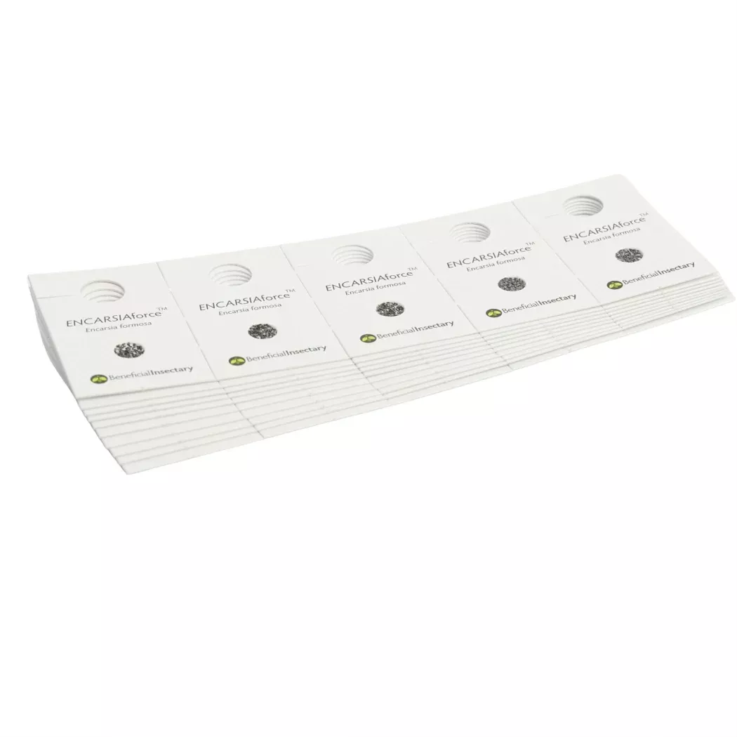 ENCARSIAforce™ – whitefly parasite 50 per card (3,000/ 7,500)