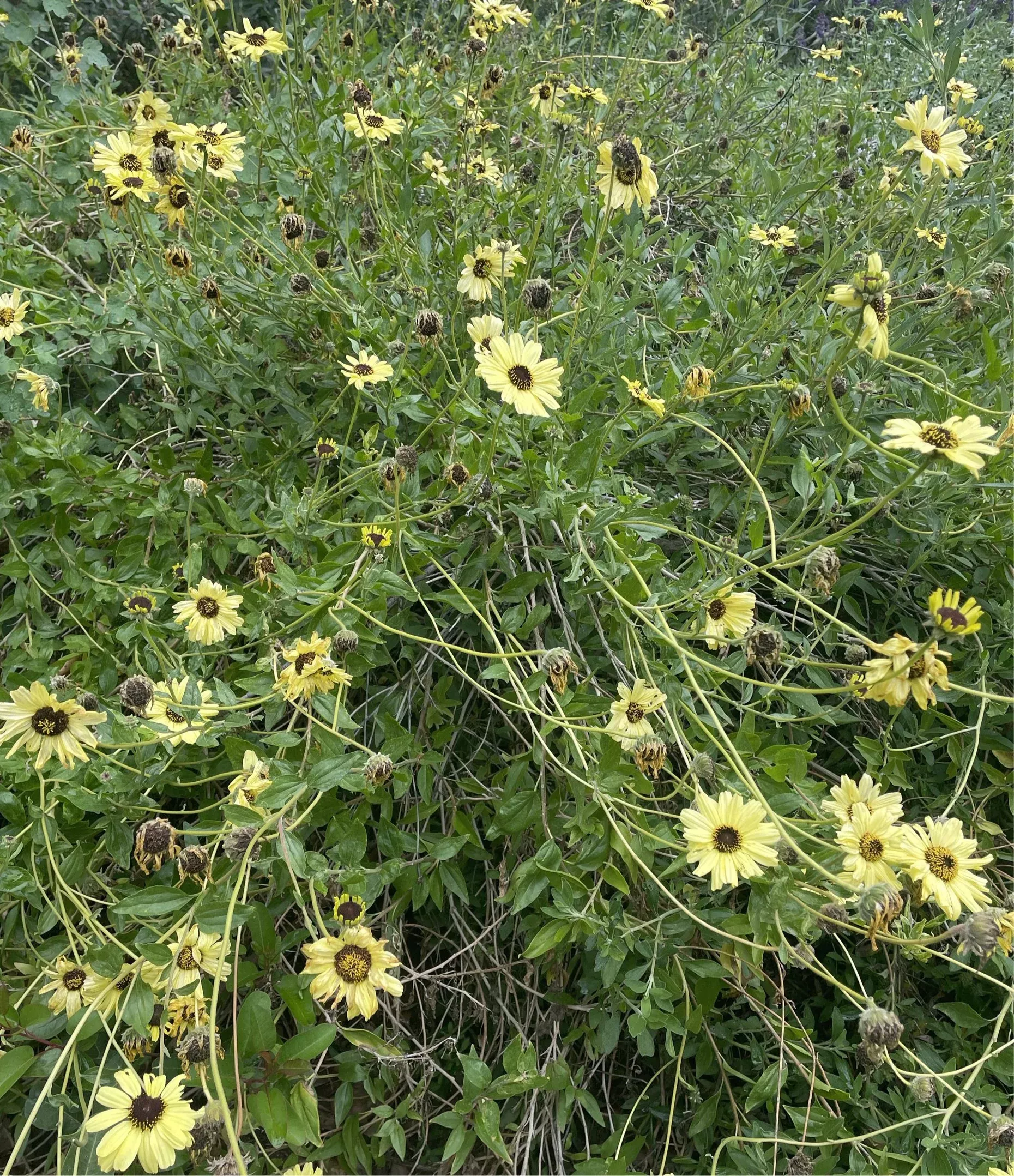 encelia-californica-bush-sunflower Encelia californica Bush Sunflower