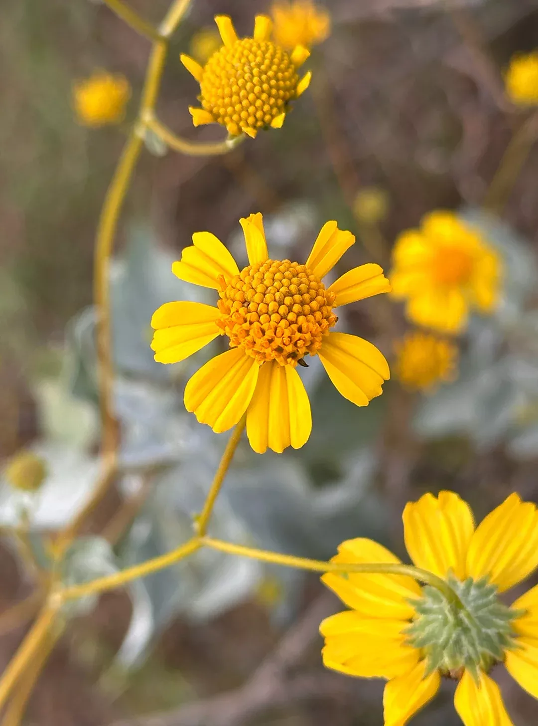 encelia-farinosa-brittlebush-incienso-seed Encelia farinosa - Brittlebush, Incienso (Seed)