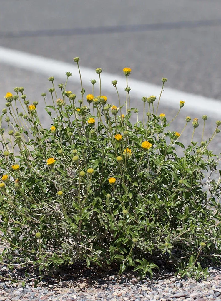 Encelia frutescens - Button Brittlebush (Seed)