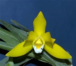 encyclia-citrina-see-item-description Encyclia citrina (*see item description)