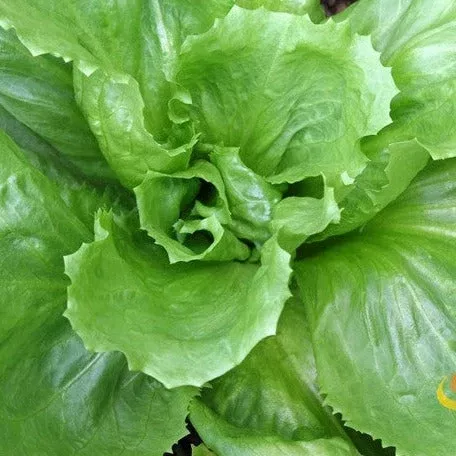 endive-broadleaf-classic-seeds Endive - Broadleaf, Classic seeds