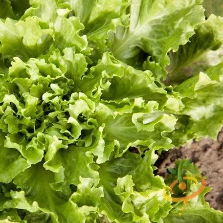 endive-broadleaf-full-heart-batavian-seeds Endive - Broadleaf, Full Heart Batavian seeds