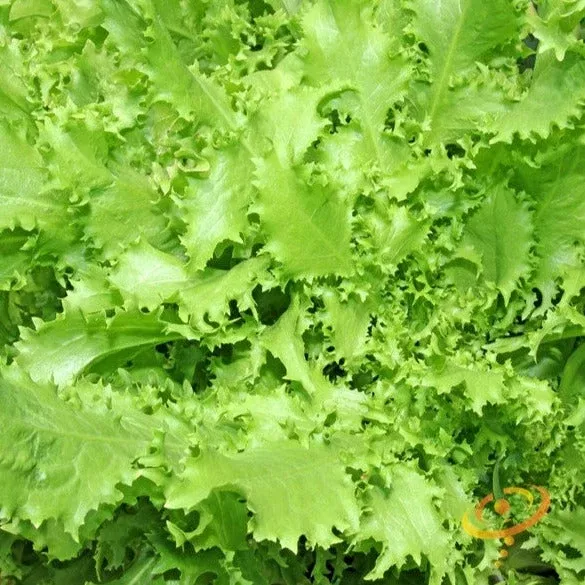endive-green-curled-ruffec-seeds Endive - Green Curled Ruffec seeds