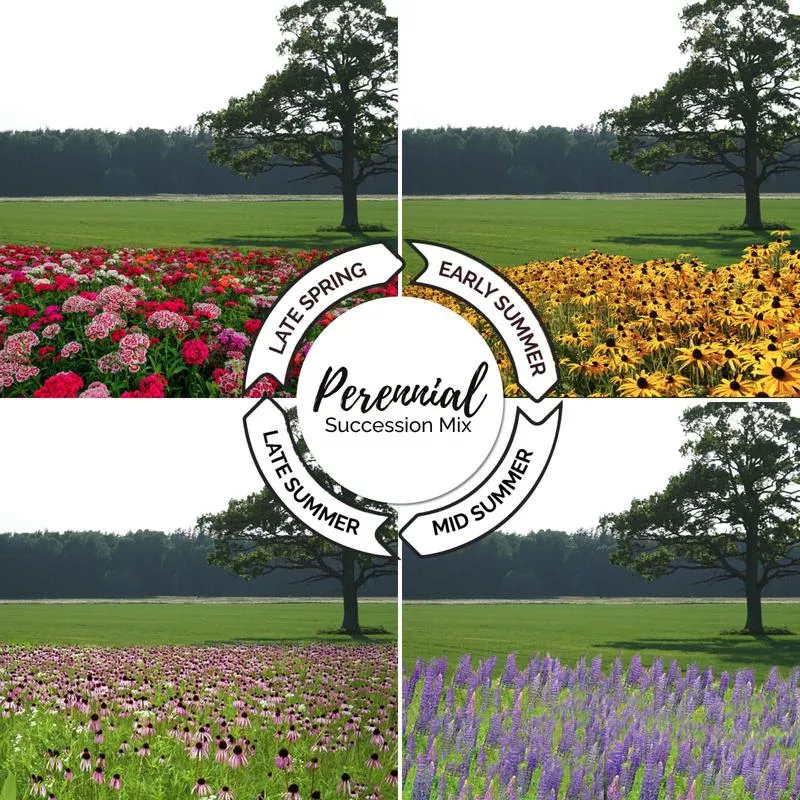 endless-summer-perennial-succession-mix Endless Summer - Perennial Succession Mix