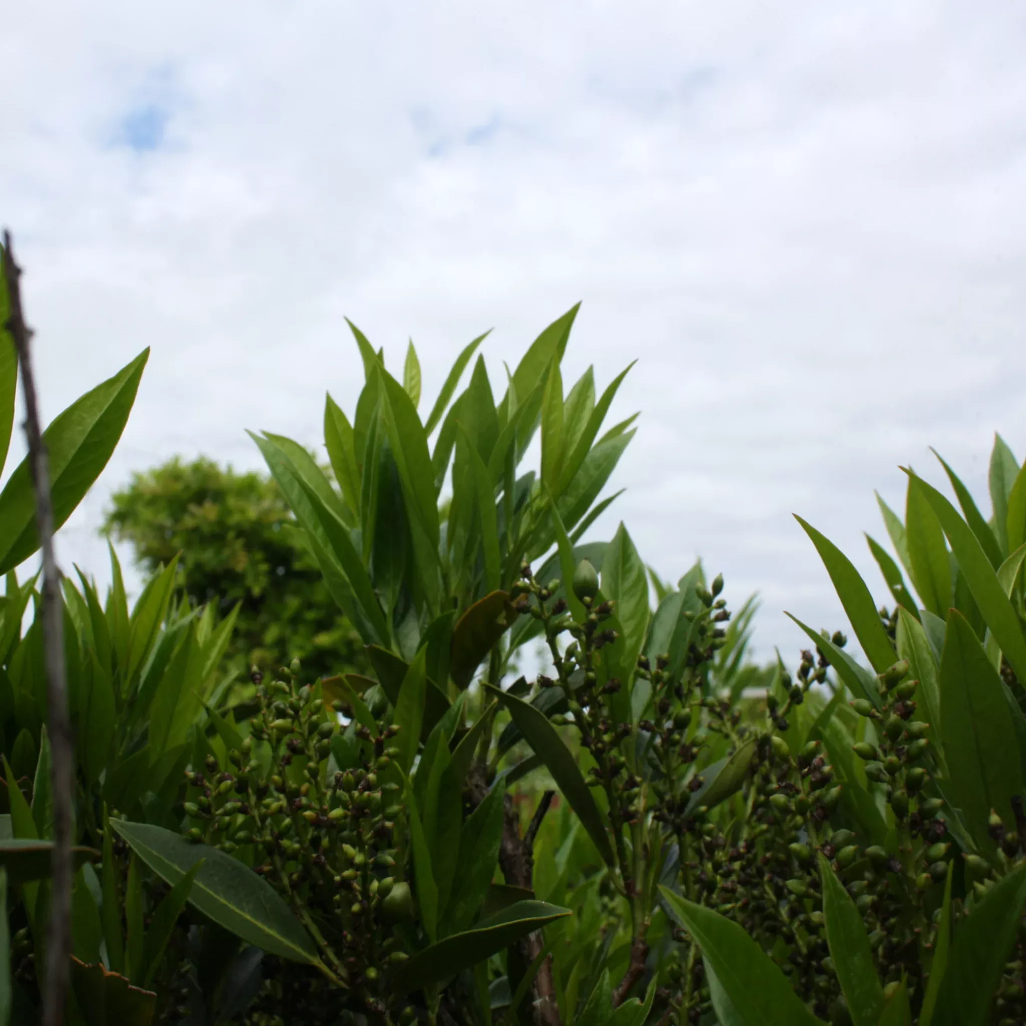 English Laurel