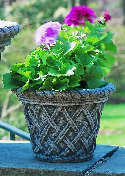 English Weave Small Planter by Campania International