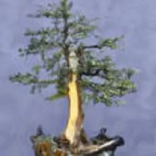 english-yew-bonsai-tree-seeds English Yew Bonsai Tree Seeds